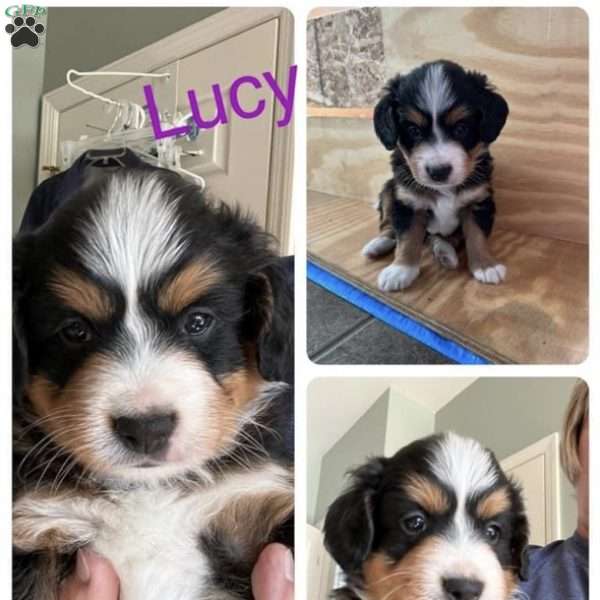 Lucy, Mini Bernedoodle Puppy